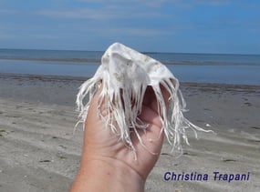 A burst latex balloon looking a lot like a jelly fish.